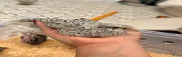 Quail poultry for sale: 4x female Coturnix quail.  - Advert 2