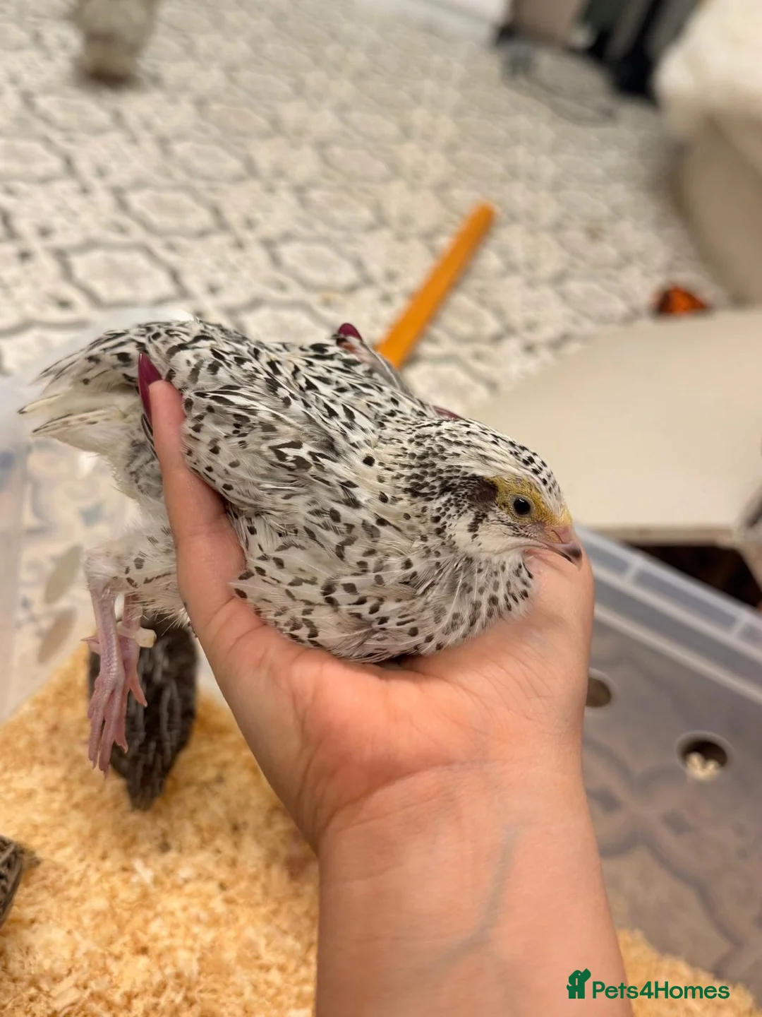 Quail poultry for sale: 4x female Coturnix quail.  - Advert 2