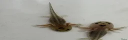 Axolotl reptiles for sale: Axolotl Babies for Sale – Healthy, Home Bred in Caerphilly - Advert 3