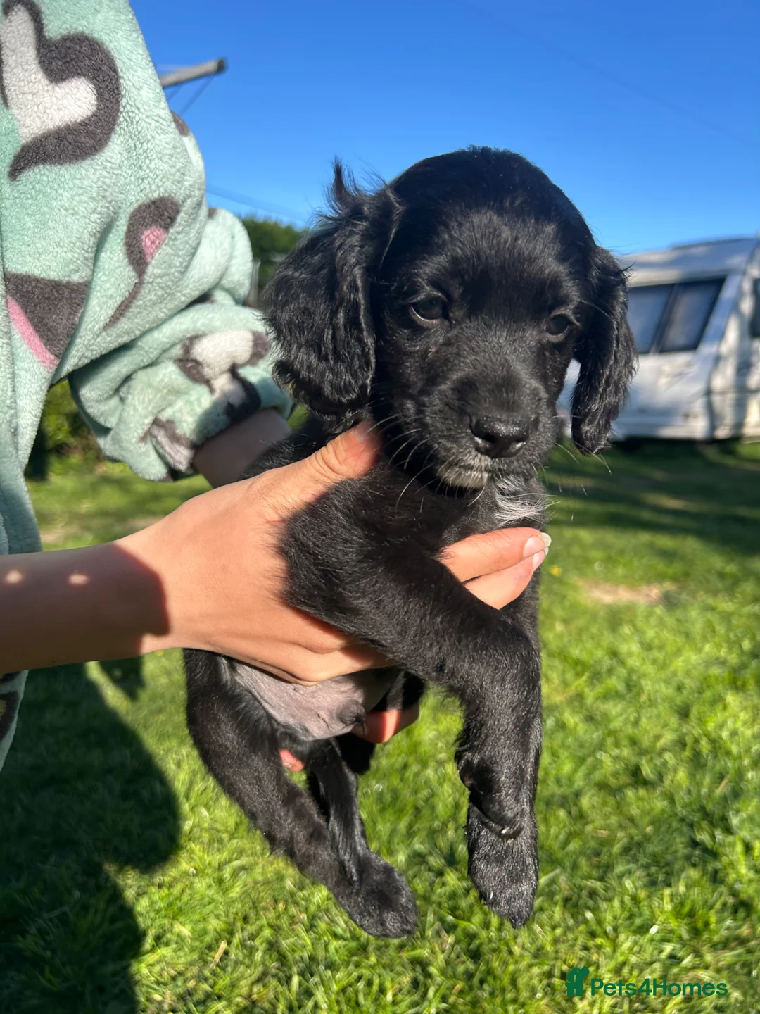 Cockapoo dogs for sale: Male cockapoo in Mablethorpe - Advert 2