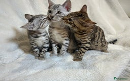 Bengal cats for sale: Bangal Kittens  - Image 15