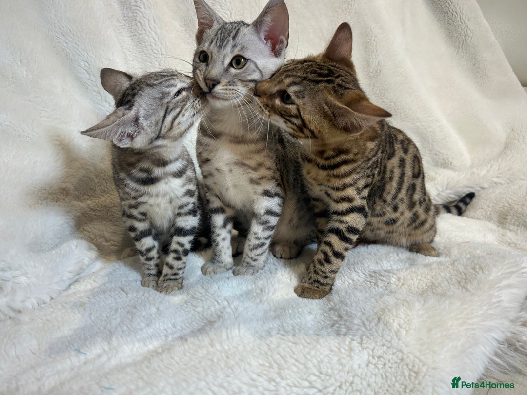 Bengal cats for sale: Bangal Kittens  - Image 15