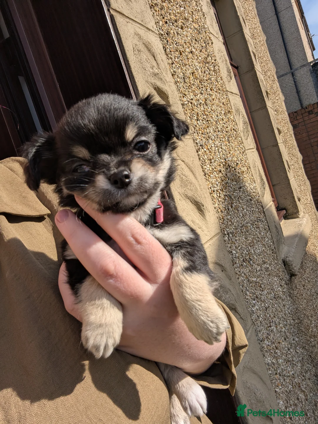 Chihuahua dogs for sale: Chihuahua Litter Due March  - Advert 4