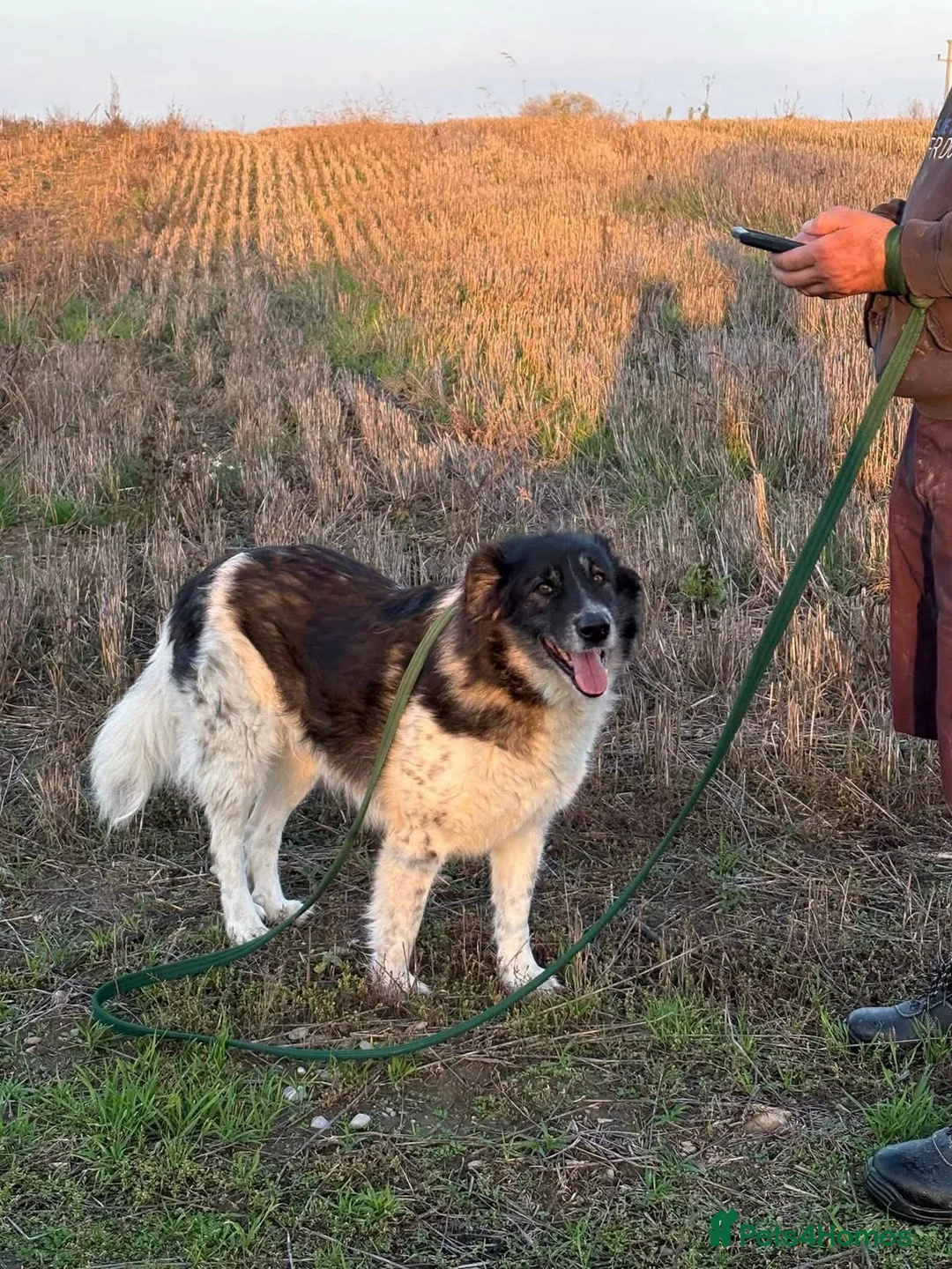 Mixed Breed dogs for adoption: Freya - Norwich Norfolk  - Advert 2