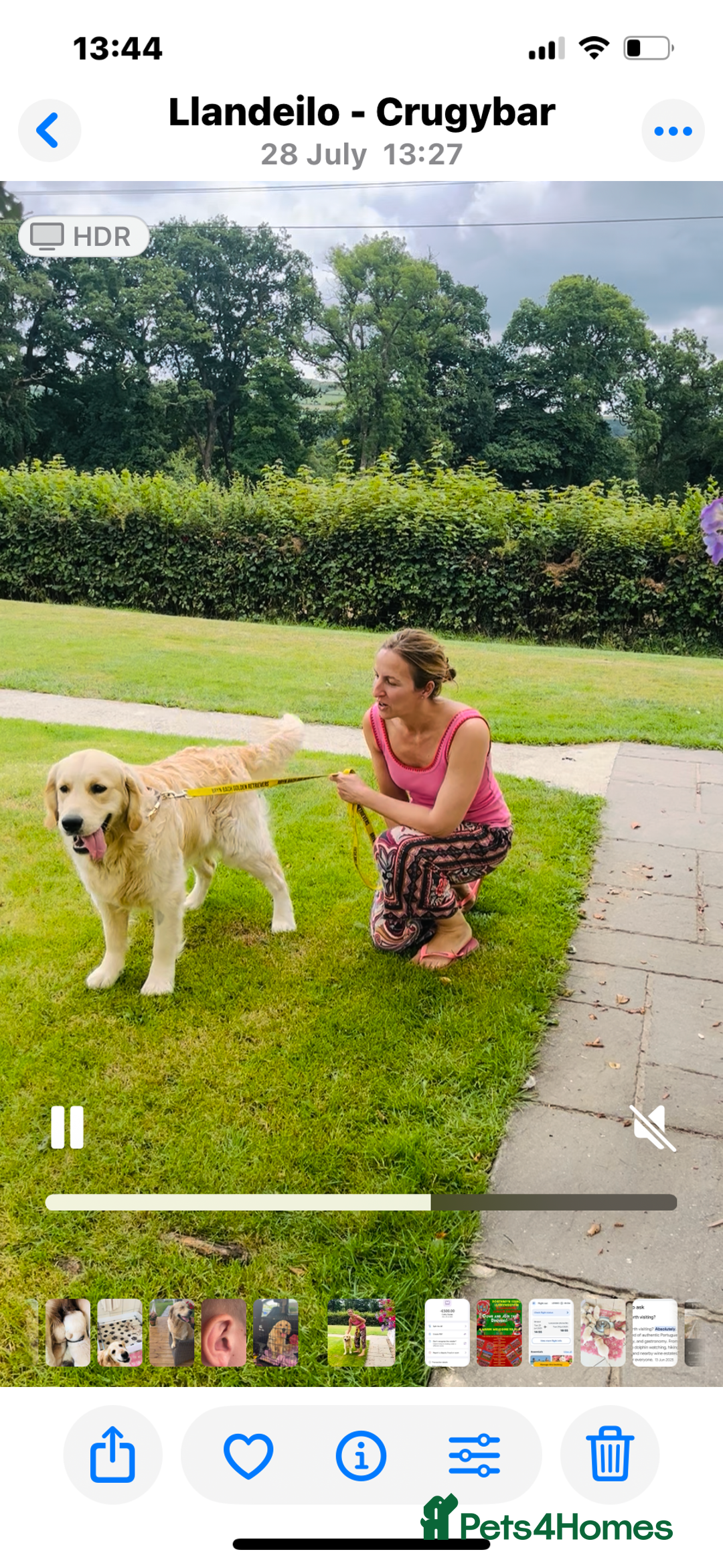 Golden Retriever dogs for sale: Exceptional Golden retriever puppies - Image 6
