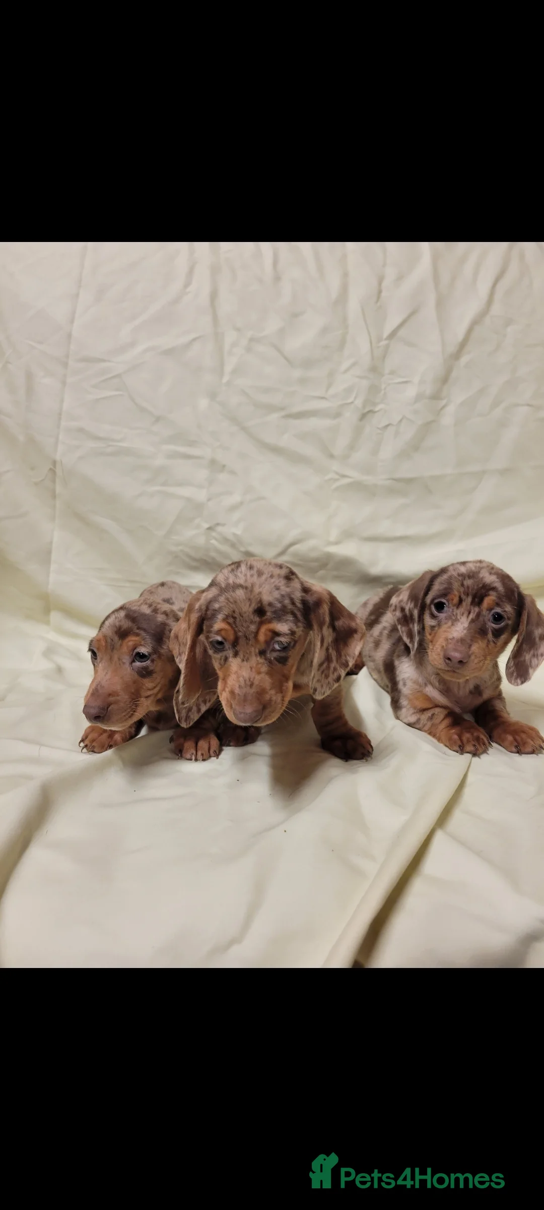 Miniature Dachshund dogs for sale: Miniature Dachshund Puppies for Sale - Advert 9