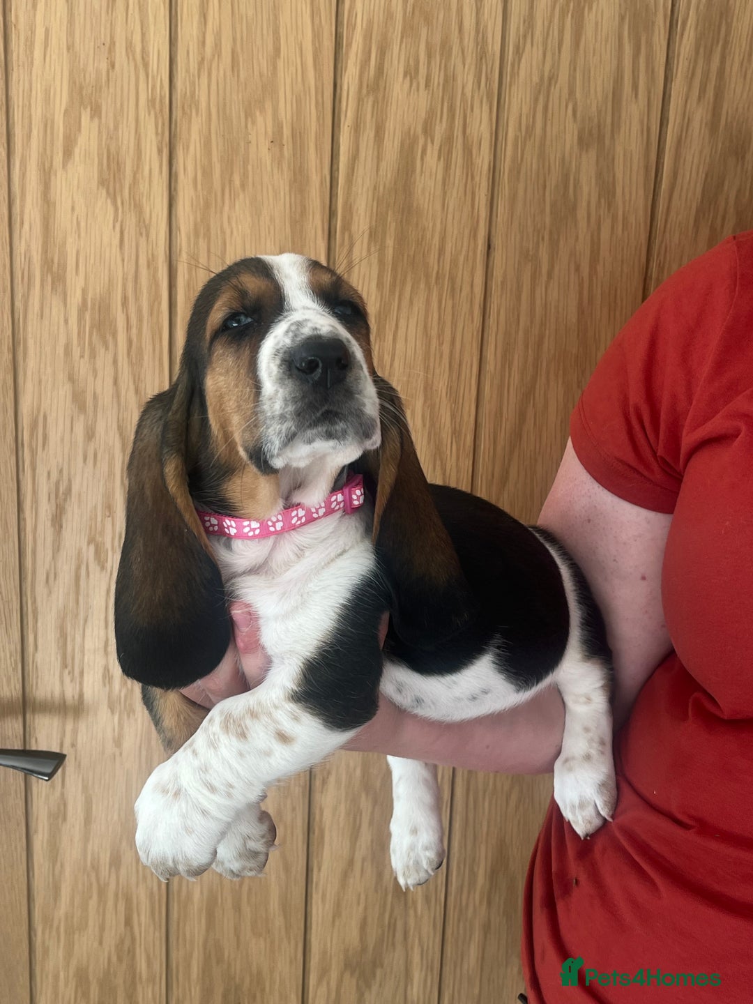 Basset Hound dogs for sale: Wonderful basset hound puppies available  - Image 8