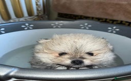 Pomeranian dogs for sale: Kc Registered Pomeranian Pups - Image 17