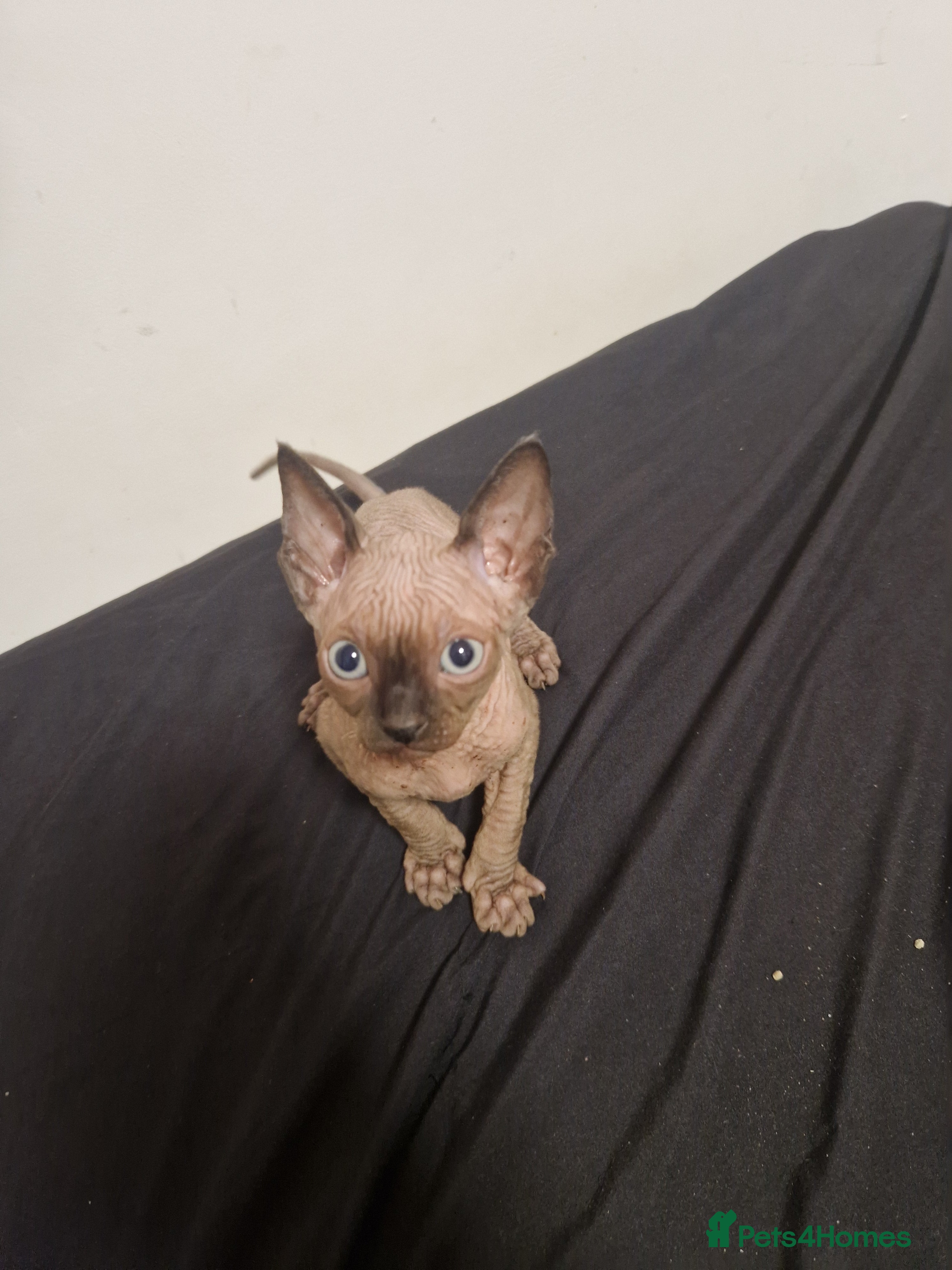 Sphynx cats Sphynx Kittens for Sale 2 Boys 2 Girls Available  - Advert 1