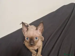 Sphynx cats Sphynx Kittens for Sale 2 Boys 2 Girls Available - Advert 1