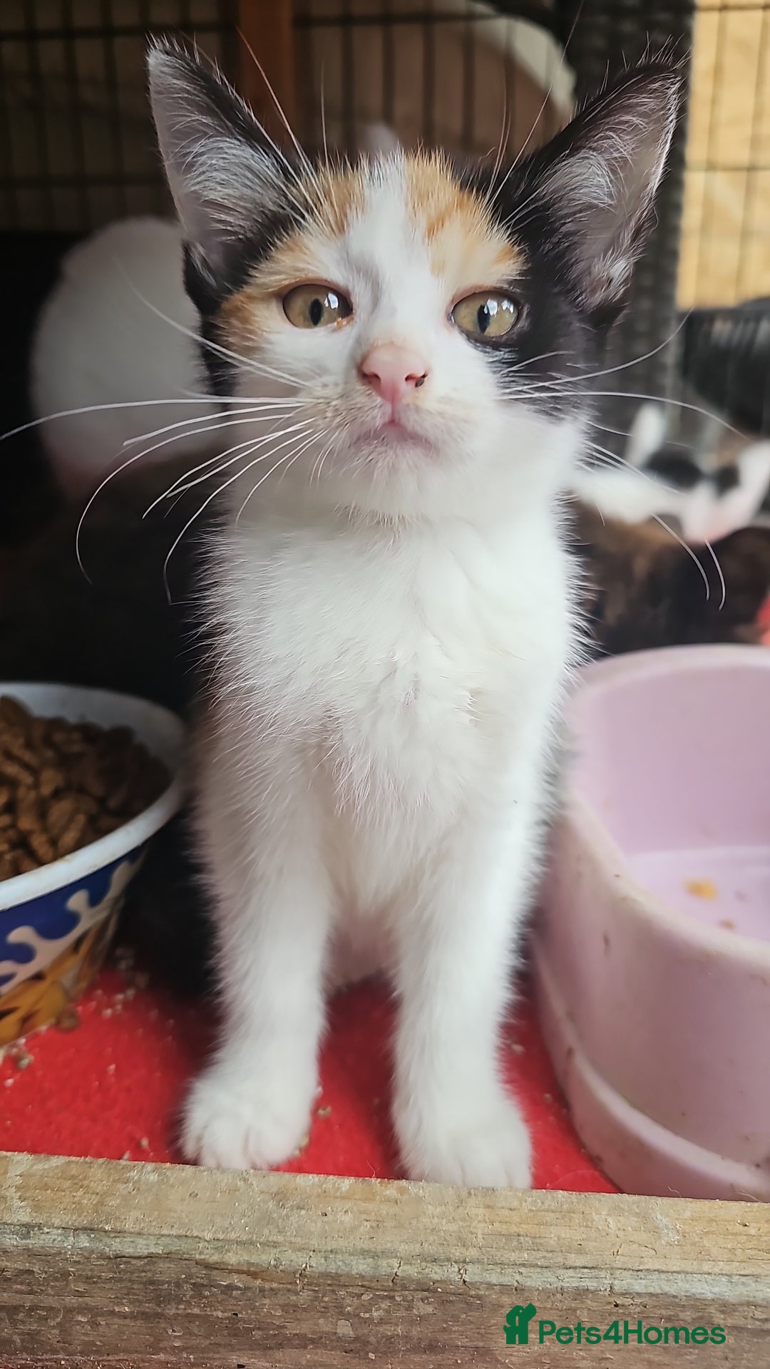 Mixed Breed cats for sale:  🐾 Adorable Kittens Ready for Loving Homes 🐾 - Image 4