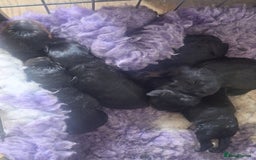 Rottweiler dogs for stud: Kc registered proven big rottweiler stud in Aylesbury - Image 11