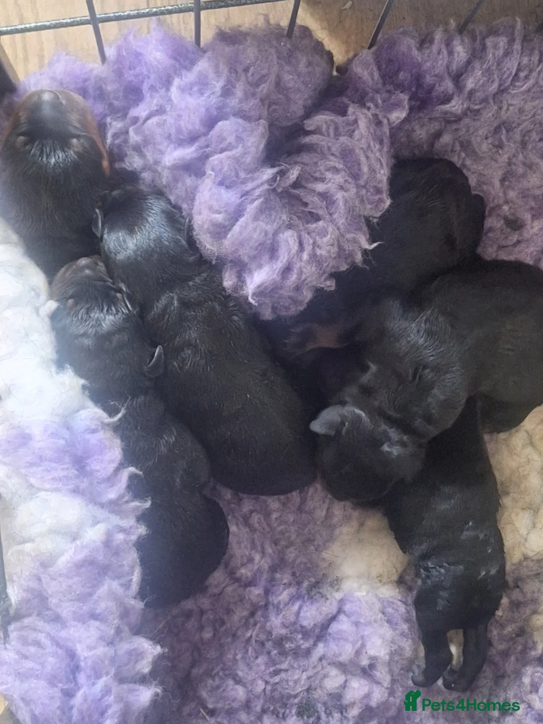 Rottweiler dogs for stud: Kc registered proven big rottweiler stud in Aylesbury - Advert 11