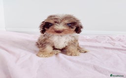 Cockapoo dogs for sale: Outstanding Cockapoo Puppies - Image 10