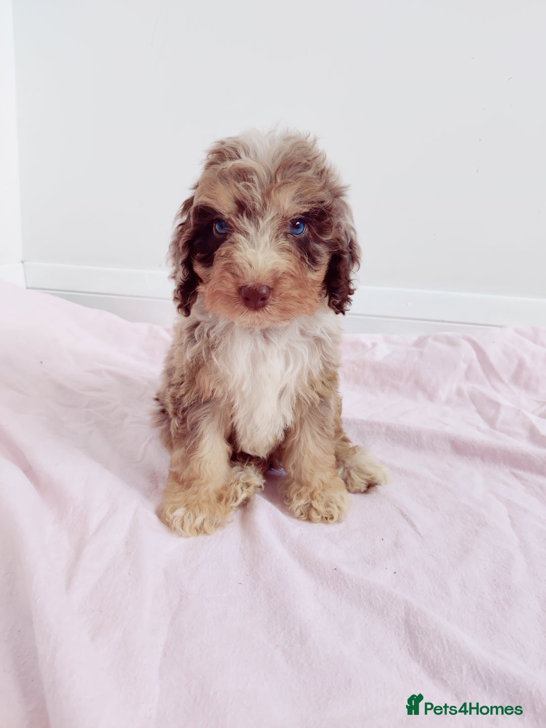 Cockapoo dogs for sale: Outstanding Cockapoo Puppies - Image 10