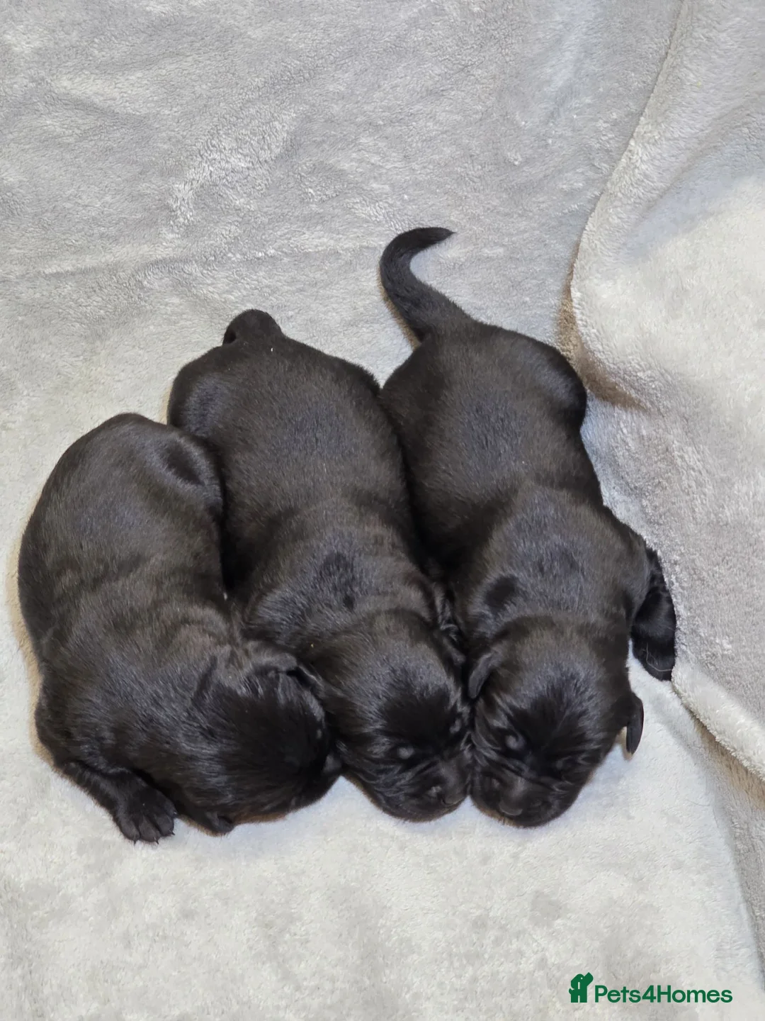 Goldador dogs for sale: Beautiful Home-Raised Goldador Puppies - Advert 15