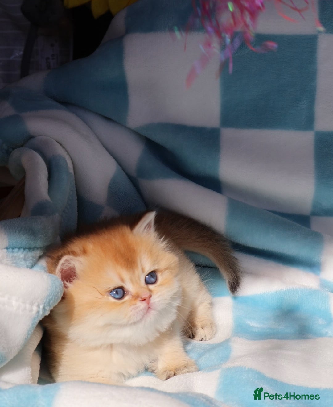 British Shorthair cats for sale: 🧿✨Exclusive Golden British Shorthair babies 🧿 - Advert 5