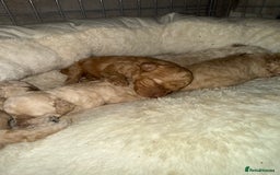 Miniature Poodle dogs for sale: Miniature Poodle  - Advert 3