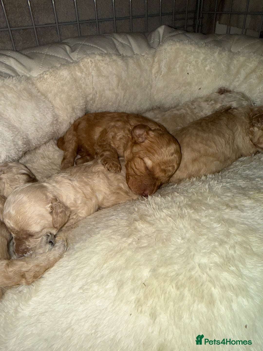 Miniature Poodle dogs for sale: Miniature Poodle  - Advert 3