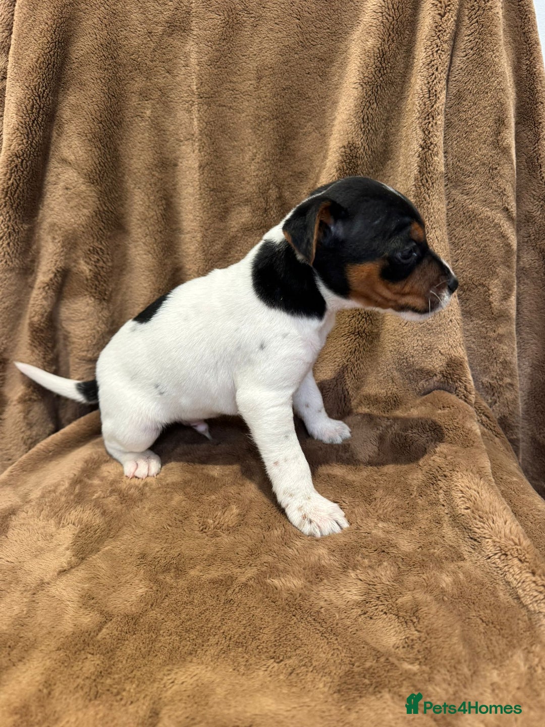 Parson Russell dogs for sale: Parson Russell  - Advert 6