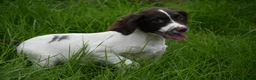 English Springer Spaniel dogs for sale: Working English springer spaniels  - Advert 18