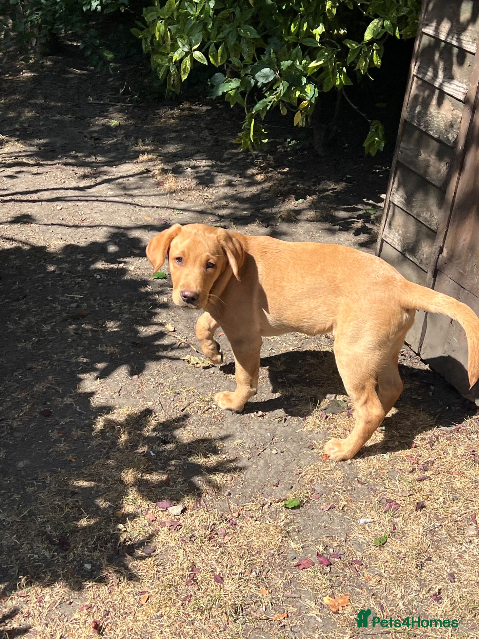 Labrador Retriever dogs Gorgeous Pedigree Labrador Puppies LAST TWO - Advert 2