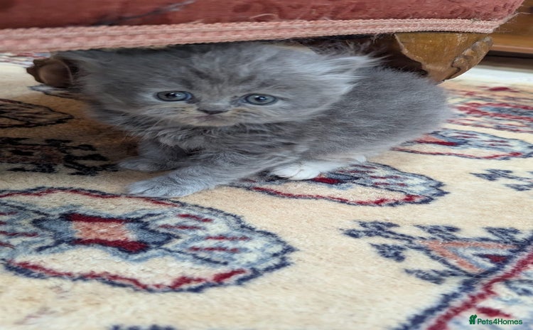 Persian cats - Advert 3