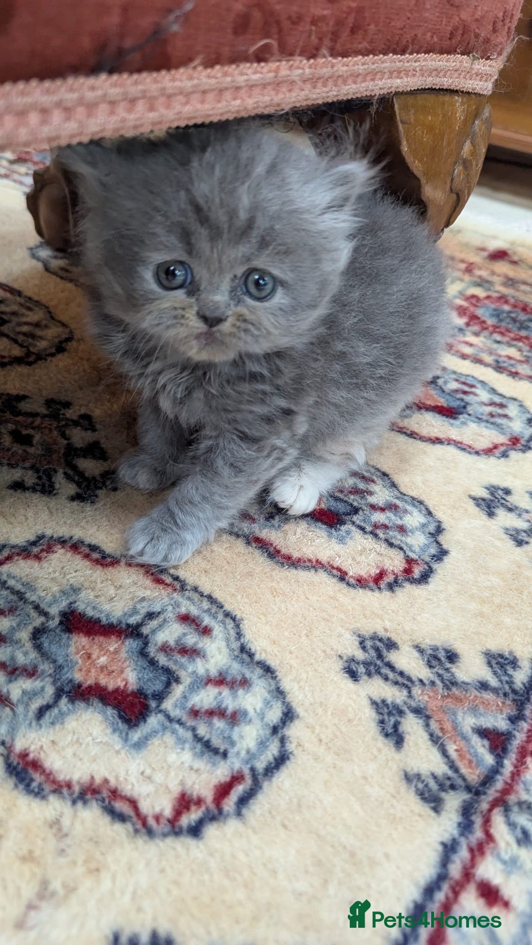 Persian cats for sale: Himalayan Persians - Image 1