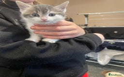 Ragdoll cats for sale: Ragdoll cross kittens  - Image 1