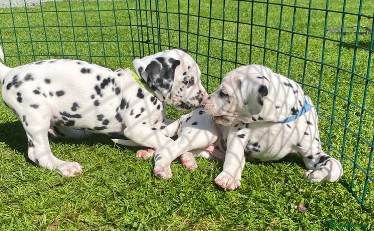 Dalmatian dogs - Advert 1