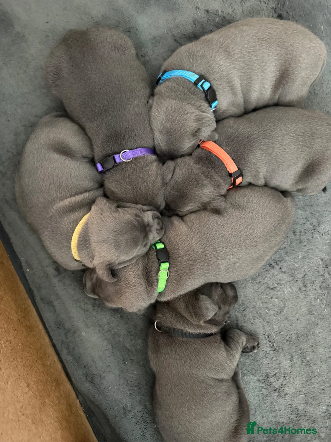 Staffordshire Bull Terrier dogs for sale: Beautiful KC reg blue puppies - Advert 2
