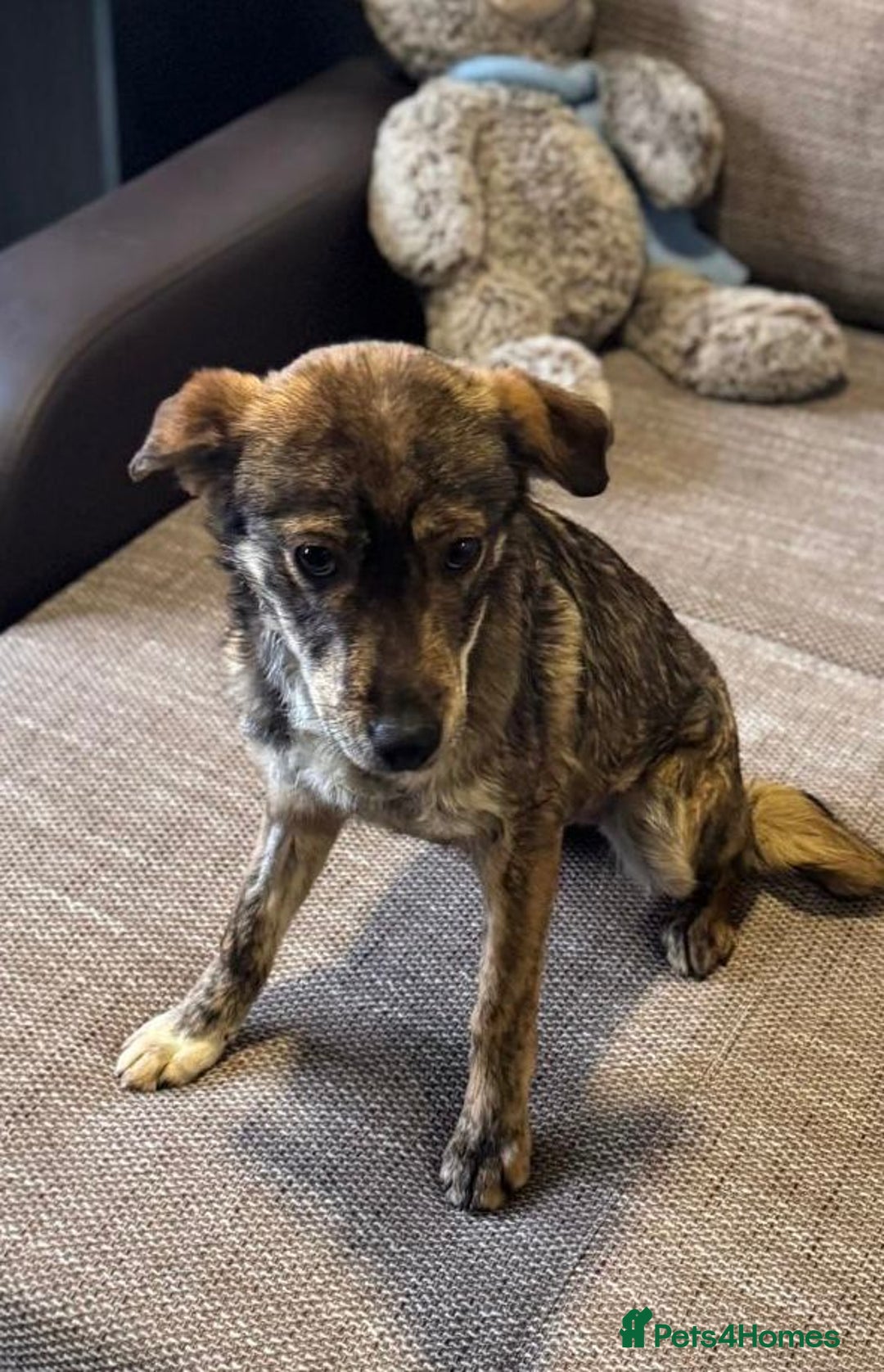 Mixed Breed dogs for adoption: Beautiful Bella needs her special home - Advert 2