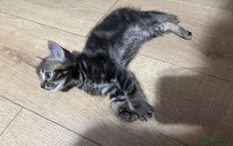 Ragdoll cats for sale: Kittens - Image 6