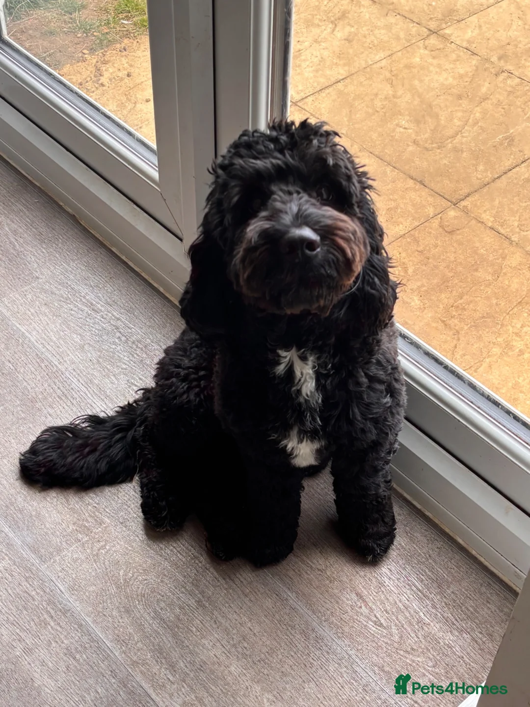 Cockapoo dogs for sale: 1 year old cockapoo  - Advert 2