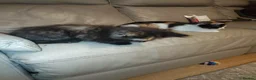 Mixed Breed cats for sale: 2 female kittens for sale  - Advert 5