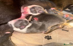 Boston Terrier dogs for sale: Exceptional Blue Boston Terrier Puppies 💙🐾 - Image 5