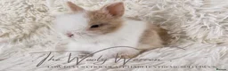 Lionhead rabbits for sale: Fully Vaccinated Lionhead Brothers  - Advert 3