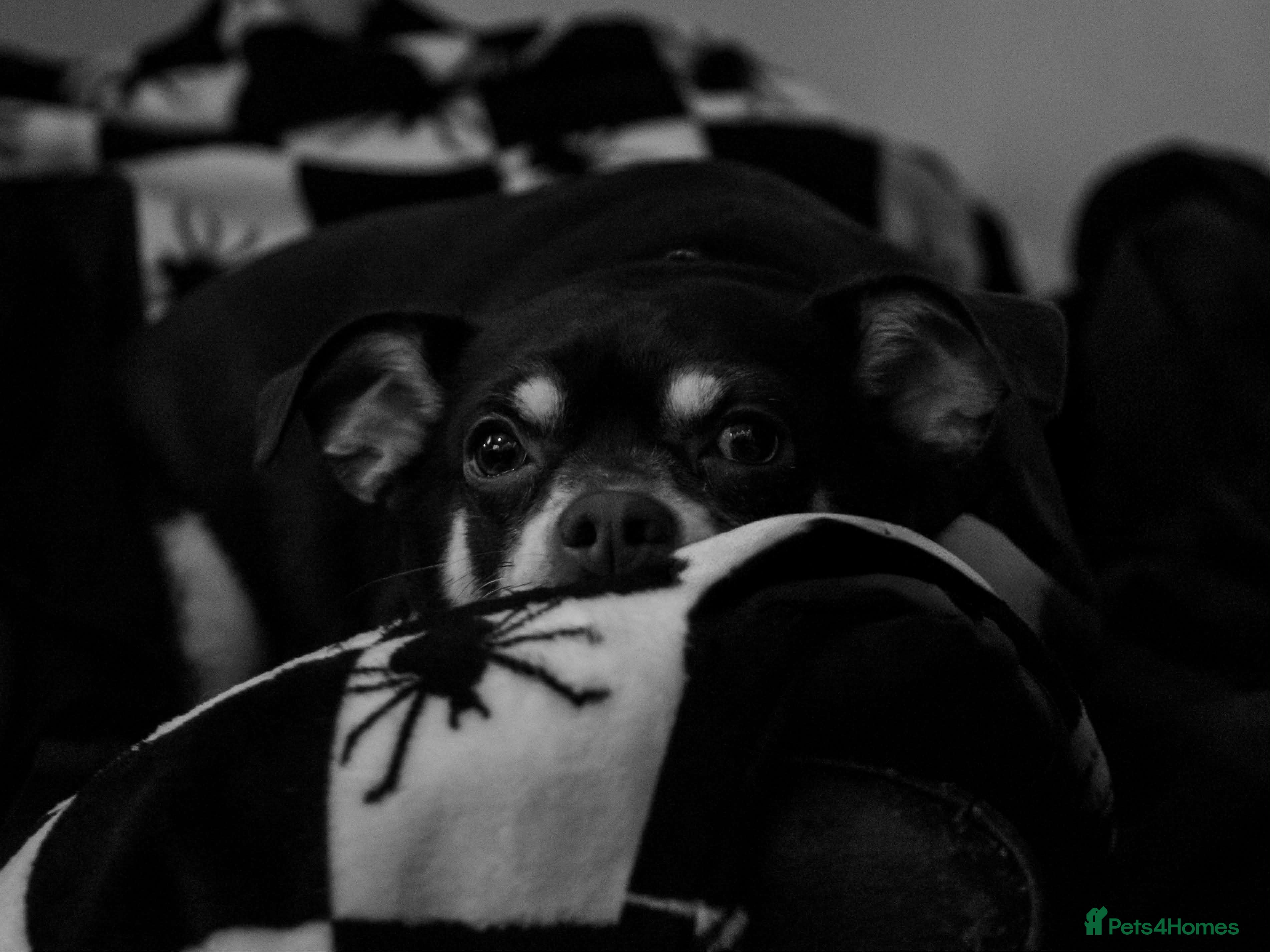 Mixed Breed dogs Milo and dinky - Advert 2