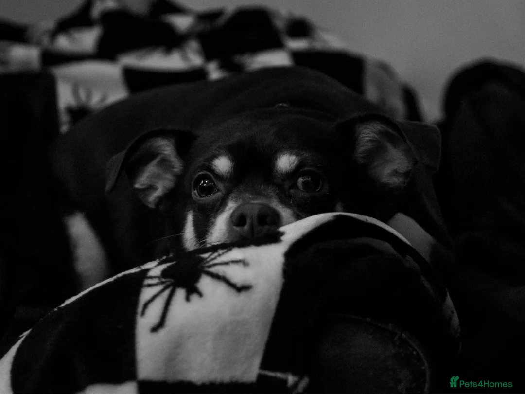 Mixed Breed dogs for sale: Milo and dinky - Advert 1