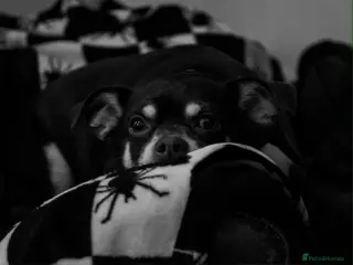 Mixed Breed dogs Milo and dinky - Advert 2