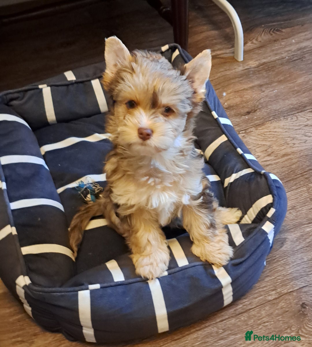Yorkshire Terrier dogs for sale: 1 Boy & 3 Girls with Unique Coats - Advert 34