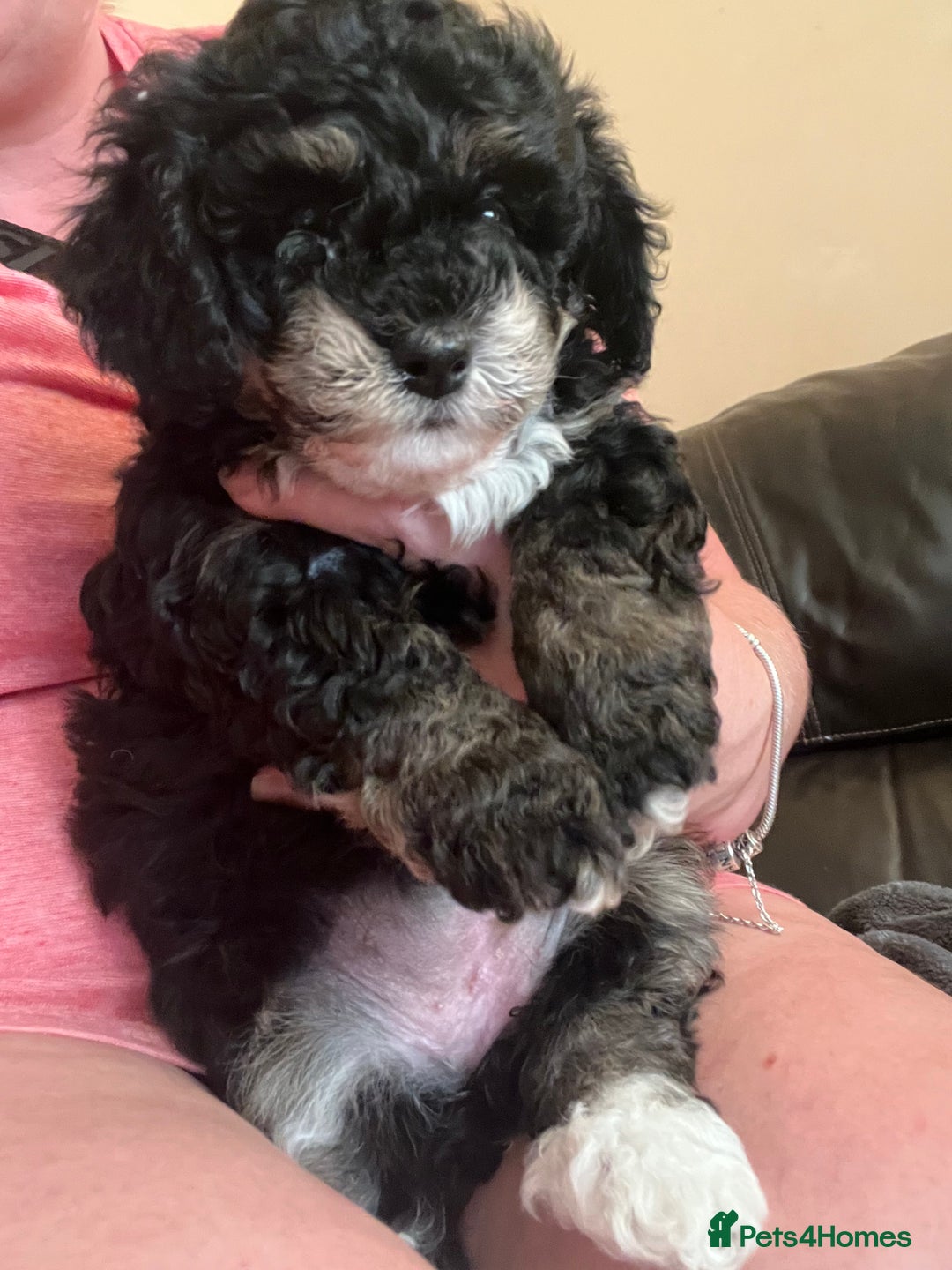 Poochon dogs for sale: 2 poochon girls available  - Image 6