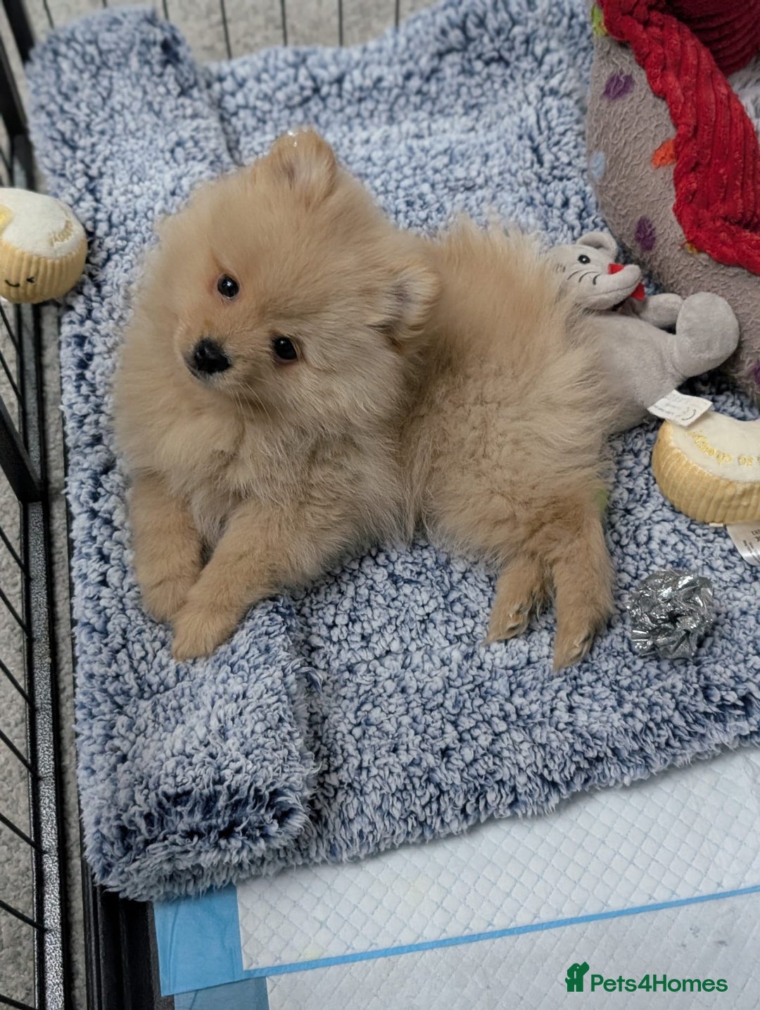 Mixed Breed dogs for sale: Pomeranian x Spitz puppy  - Advert 4