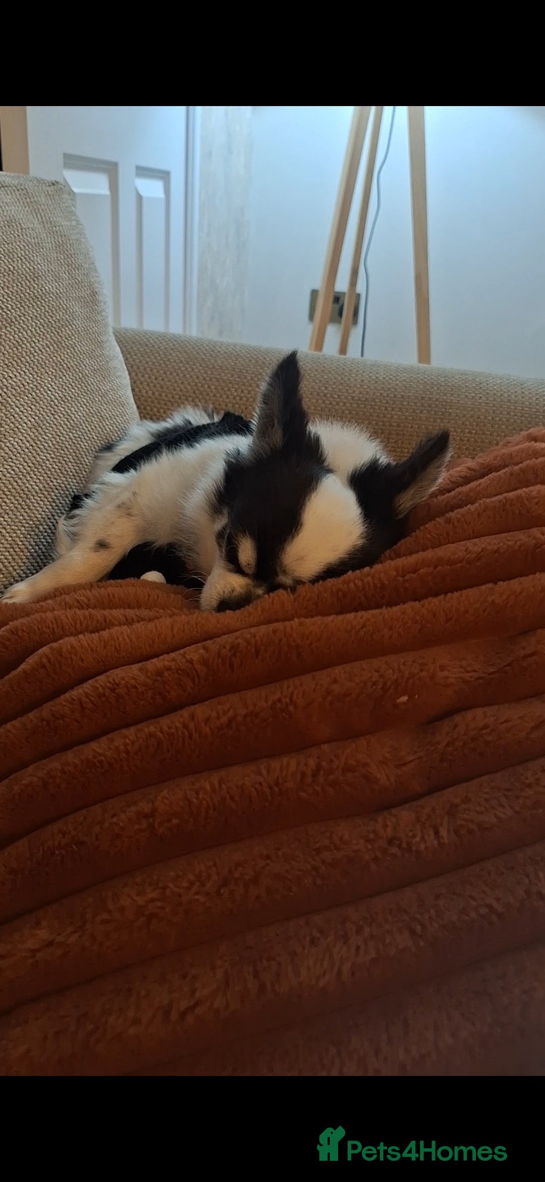 Chihuahua dogs for sale: Black and white long-haired chihuahua  - Advert 3