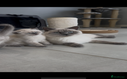 British Shorthair cats for sale: Exceptional GCCF Colourpointed British shorthaired in Ingatestone - Image 3