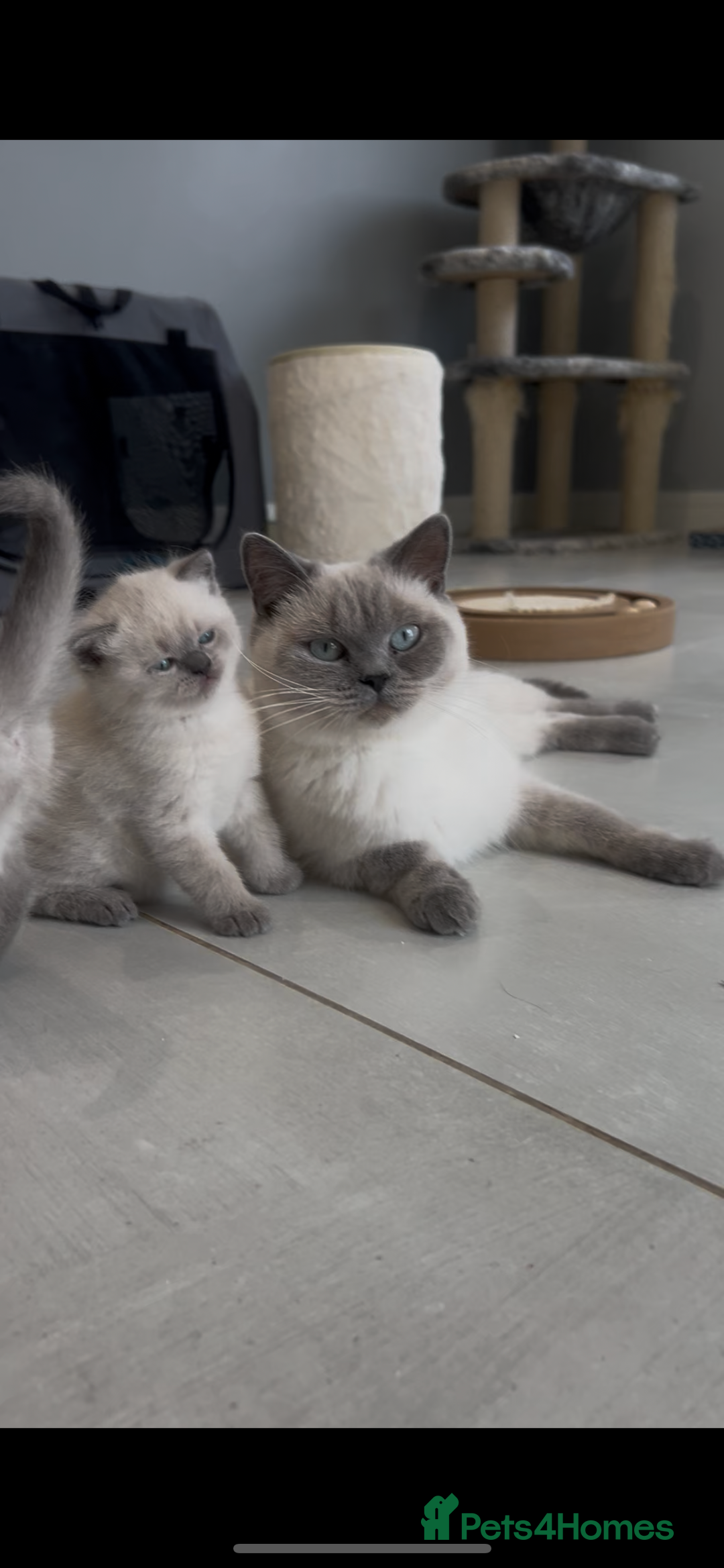 British Shorthair cats for sale: Exceptional GCCF Colourpointed British shorthaired in Ingatestone - Image 3