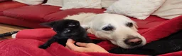Mixed Breed cats for sale: Beautiful black kittens for sale. in Alloa - Advert 5