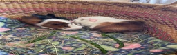 Guinea Pig rodents for sale: Beautiful baby guinea pigs - Advert 7