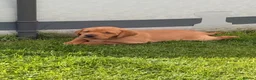 Labrador Retriever dogs for sale: Full Pedigree Fox Red and Yellow Labrador Pups - Advert 4