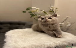 British Shorthair cats for sale: Lilac,Blue,BiColours & Colourpoint Registered  - Image 27